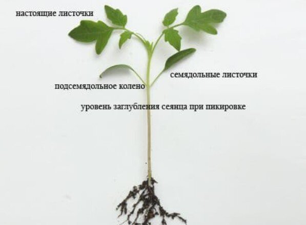Картинка взята из свободных источников для примера