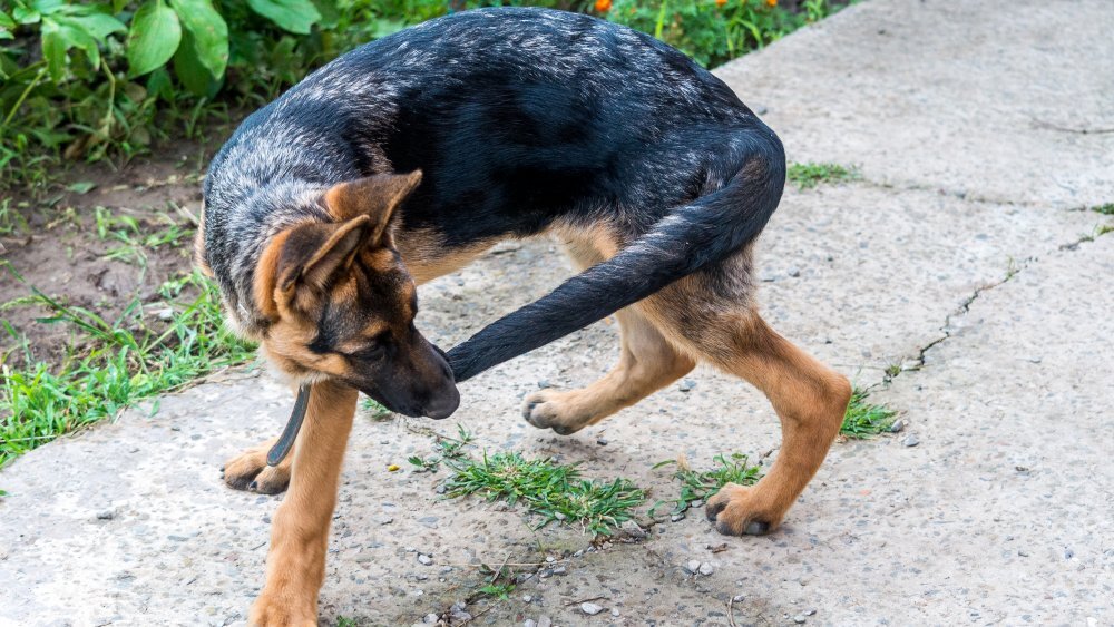 Собака может бегать за хвостом от скуки и не только. Фото из открытого источника Интернет.