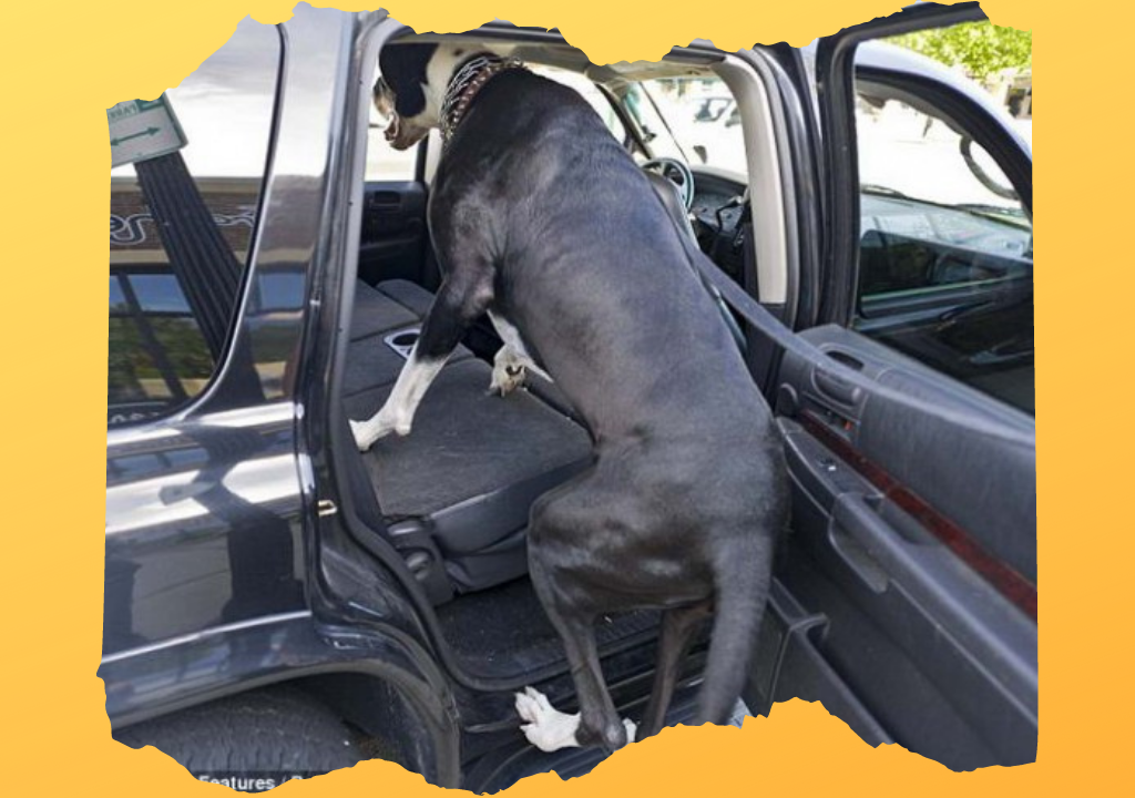 Фото из общедоступных источников