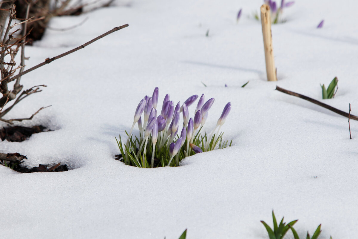 Крокусы после снегопада в апреле 