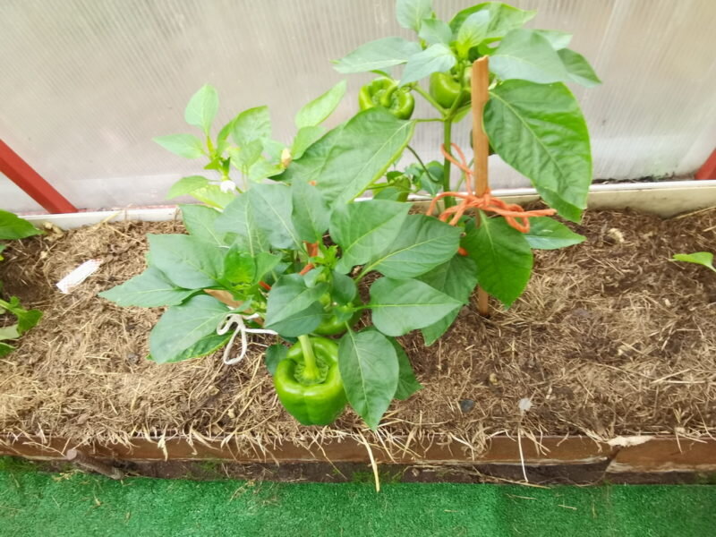 Перец. Иллюстрация для статьи используется по стандартной лицензии ©ofazende.com