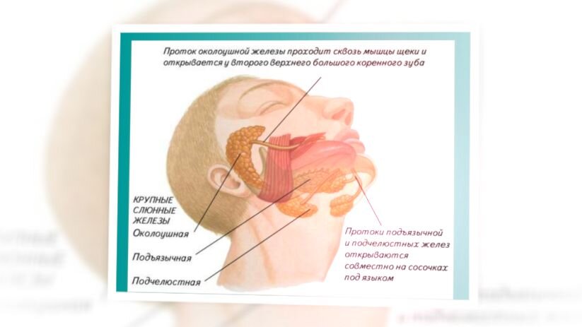 Как видите, слюнные железы мы хорошо так растревожим // изображение thepresentation.ru