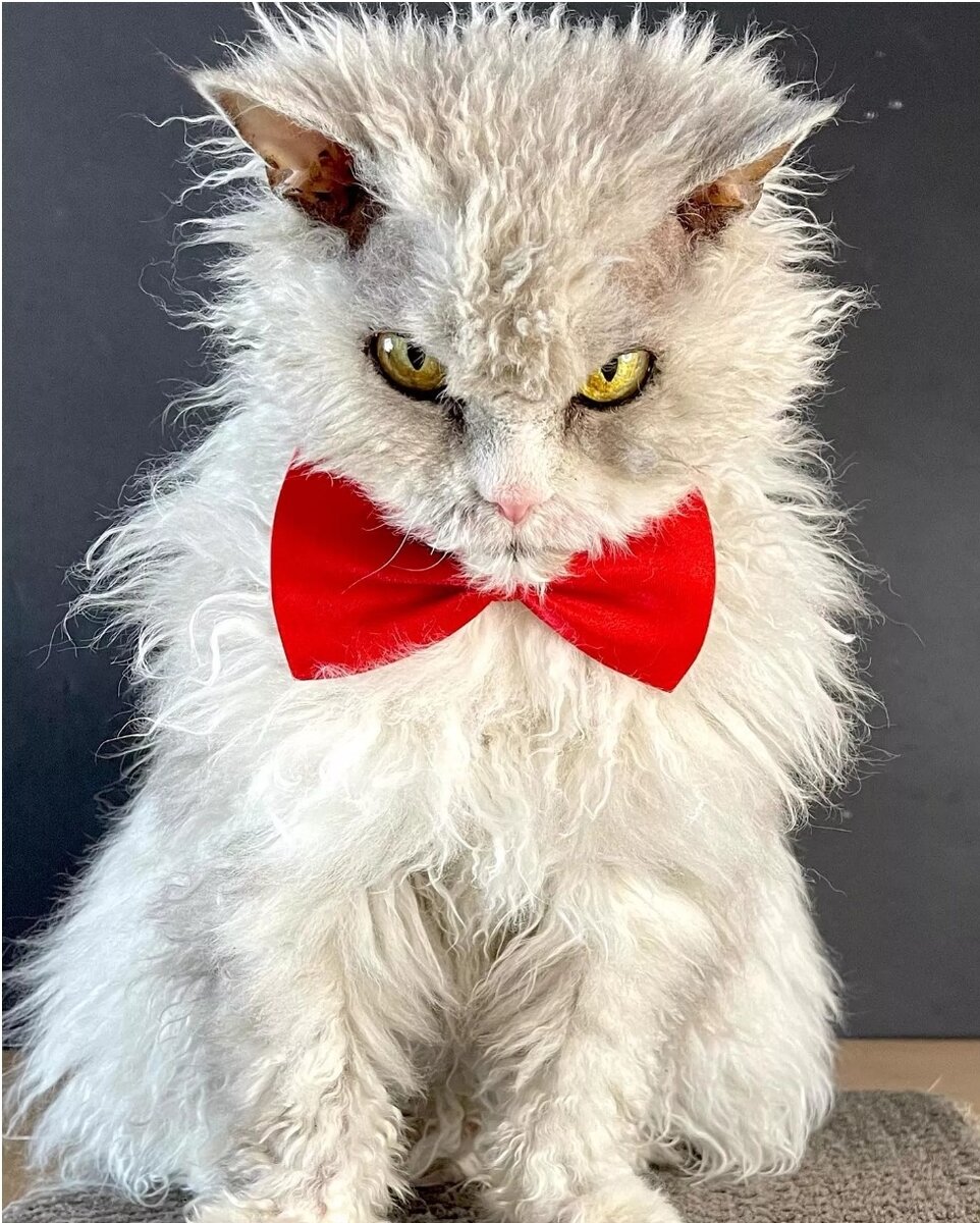 Картинка из интернета