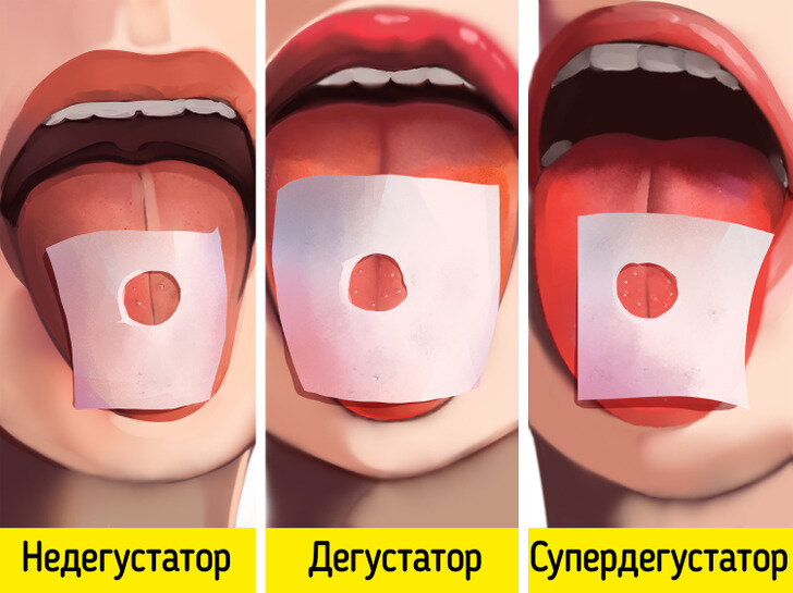 Вкус помогает нам решить, что есть, и влияет на то, насколько эффективно мы перевариваем продукты.-2