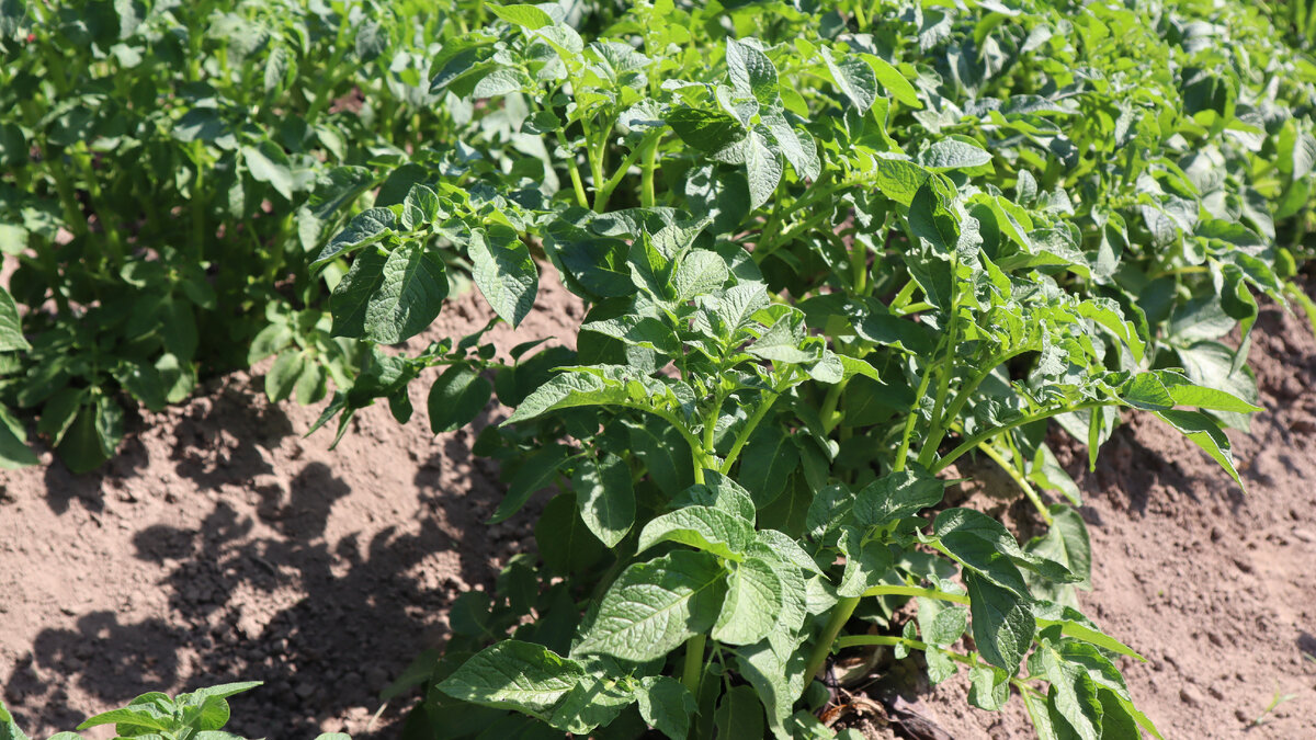 Когда я смотрю на ботву картофеля всегда гадаю какого размера там растут плоды....