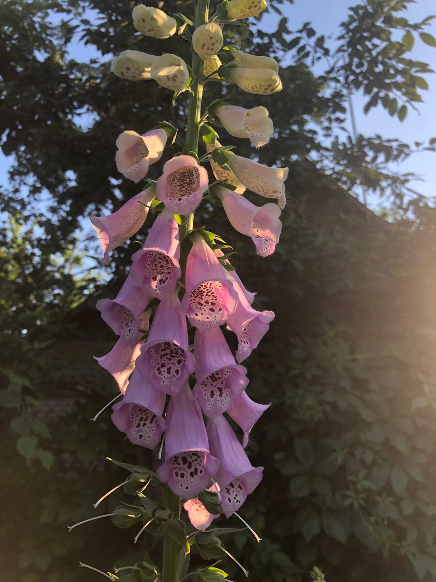 Ну, красавица же! Здесь и далее фото мои.