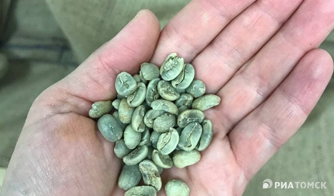 Кофейная ягода состоит из двух бобов, прижатых друг к другу плоскими сторонами. Каждый боб – в тоненькой прозрачной оболочке, сверху он покрыт жесткой пергаментной оболочкой. Затем идет слой пульпы (мякоти), сладкой и скользкой. Наконец, наружный слой – кожура красного цвета. 