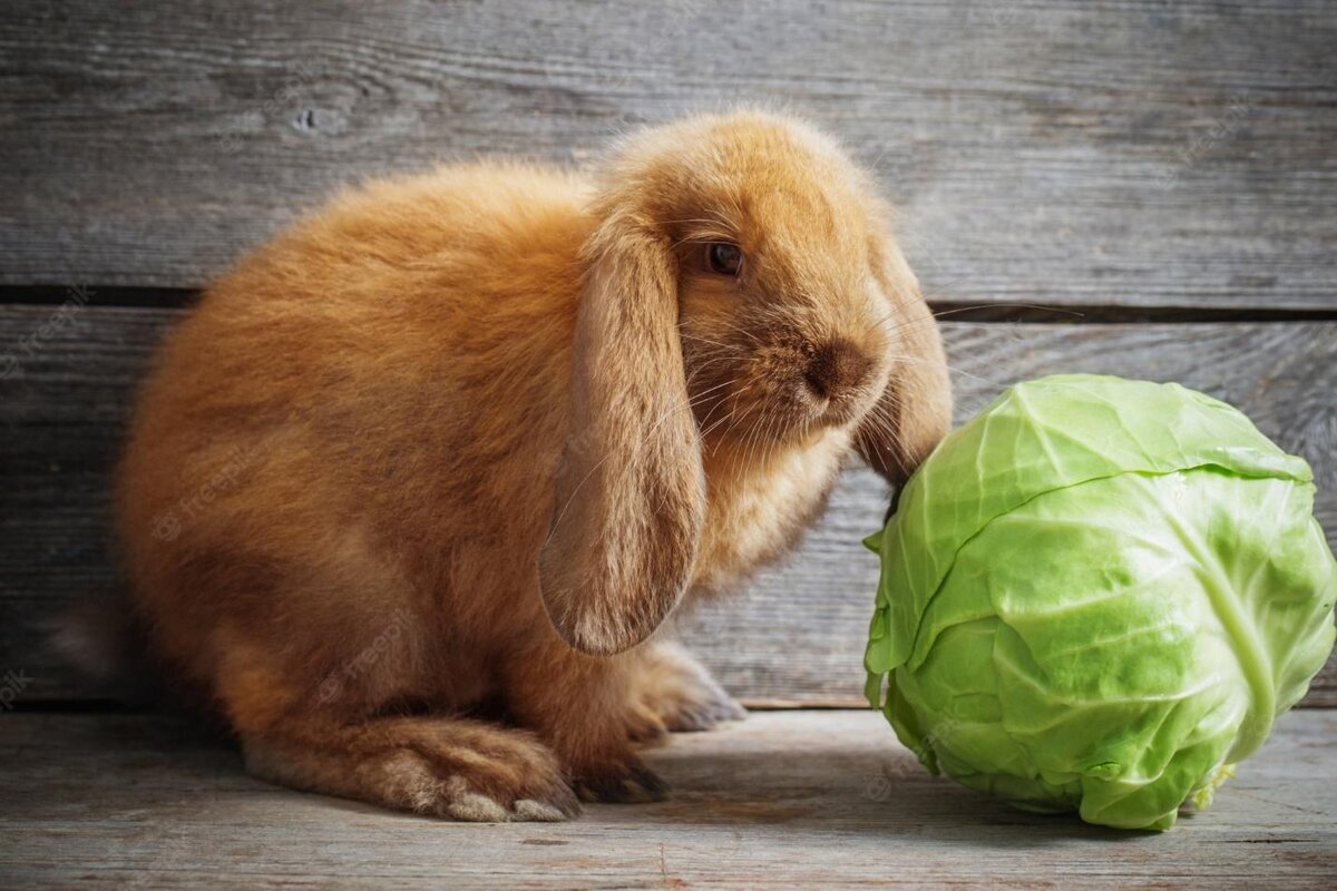 5 повседневных вещей, которые разрушают щитовидную железу | Evolutis ...