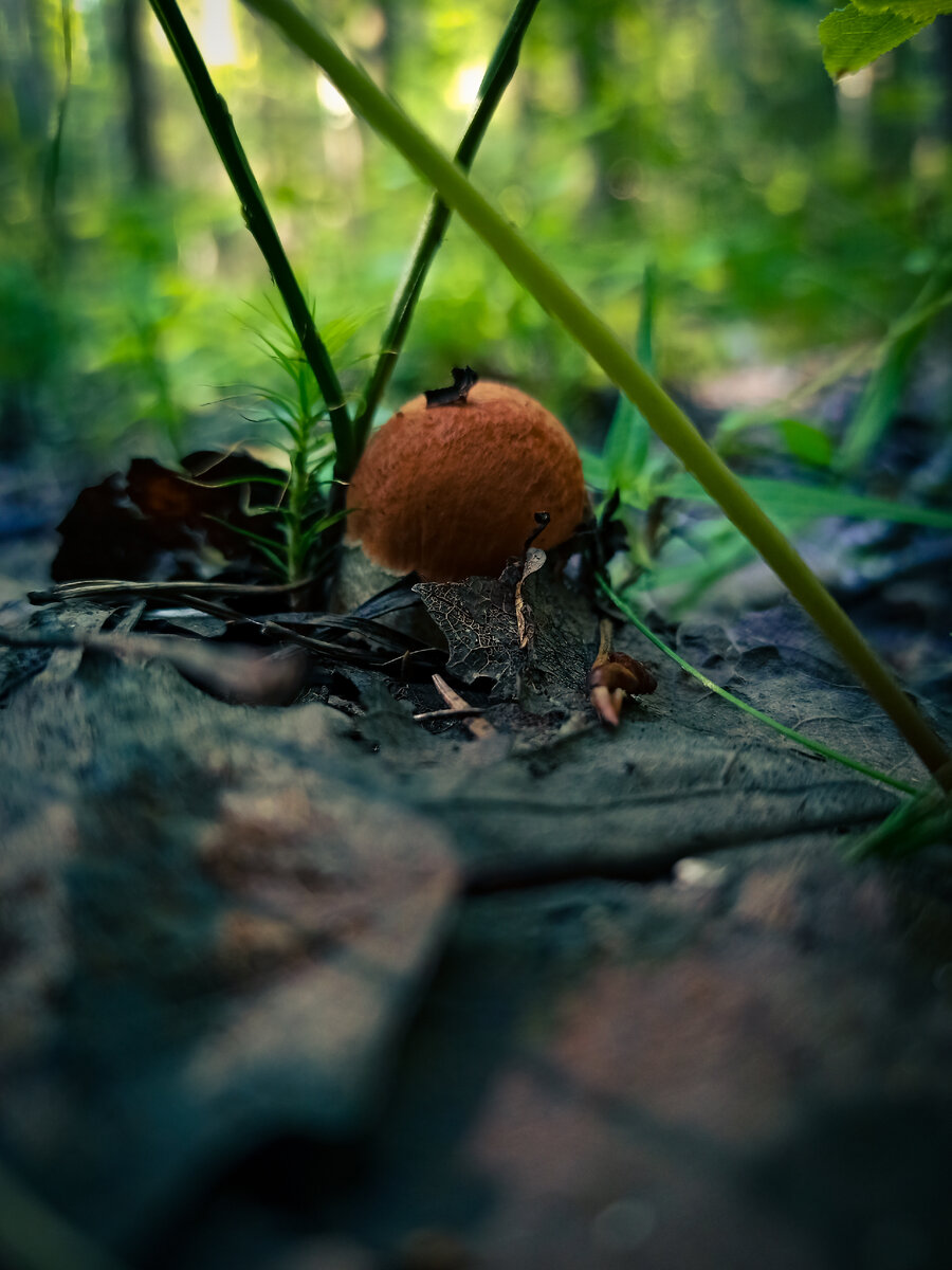 Подосиновик