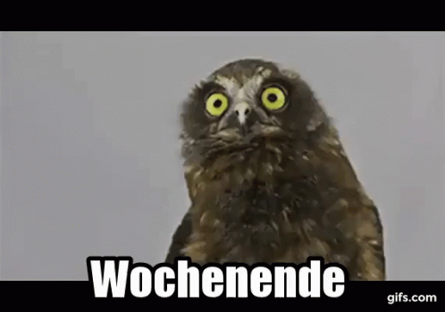 https://tenor.com/view/weekend-owl-stare-staring-gif-10380927