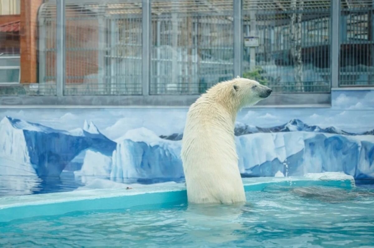    В зоопарке Екатеринбурга открыли новый вольер для белых медведей