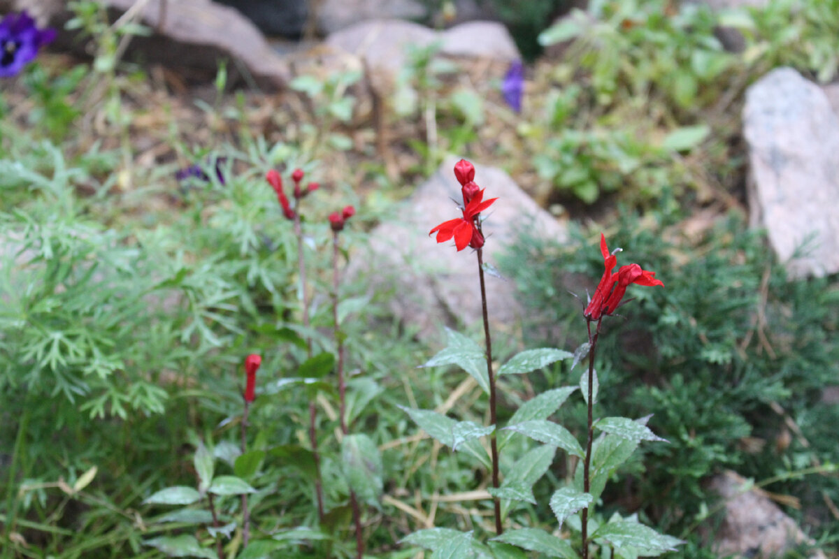 Красная лобелия в фотографиях: лучшие сорта в садовом дизайне