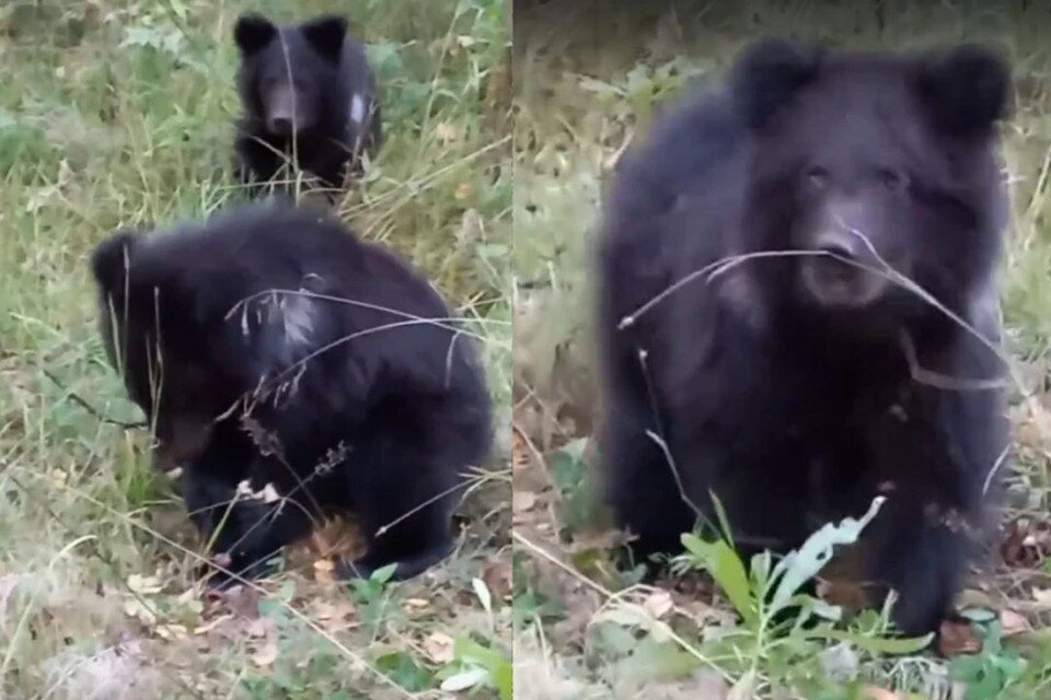     Под Новосибирском семья из города Болотное наткнулась на двух медвежат. Фото: предоставлено Ольгой Агапончик