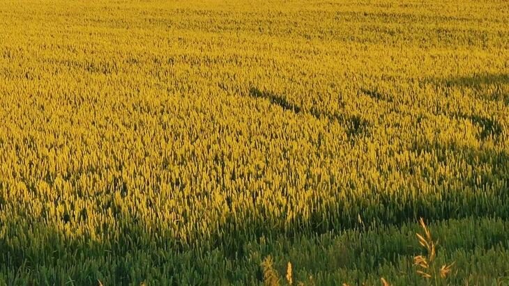    Пестициды по осени считают