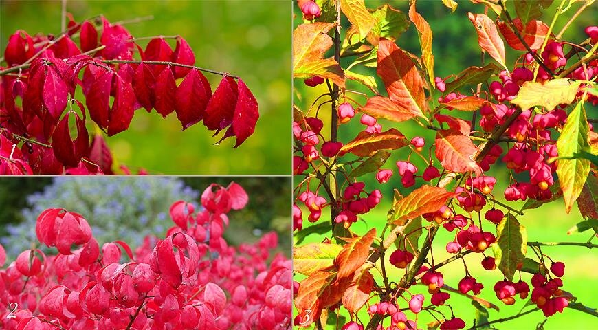 1 Бересклет крылатый; 2 Бересклет крылатый Compactus; 3 Бересклет европейский