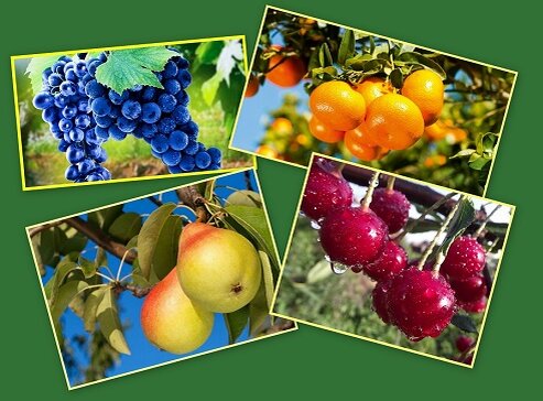 Цвет фрукта помогает определить его спелость