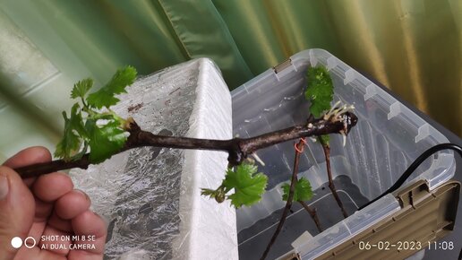 Укоренение винограда, зеленая не вызревшая лоза укореняется хуже но результат есть.
