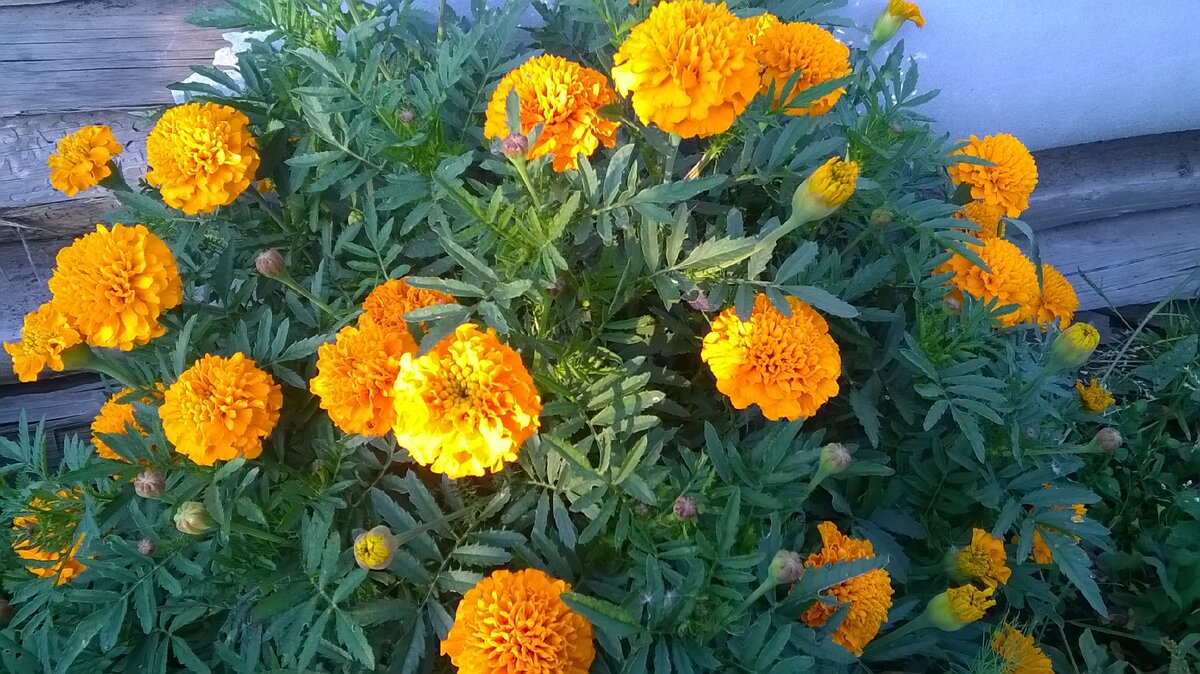 Автор - фото собственное