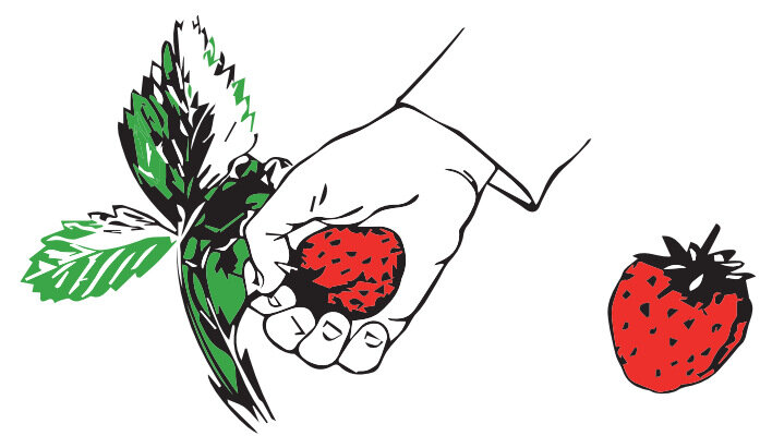 Сбор клубники, иллюстрация с сайта sovhozlenina.ru