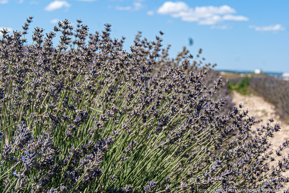 Фото сделано в начале августа, лаванда уже отцветает