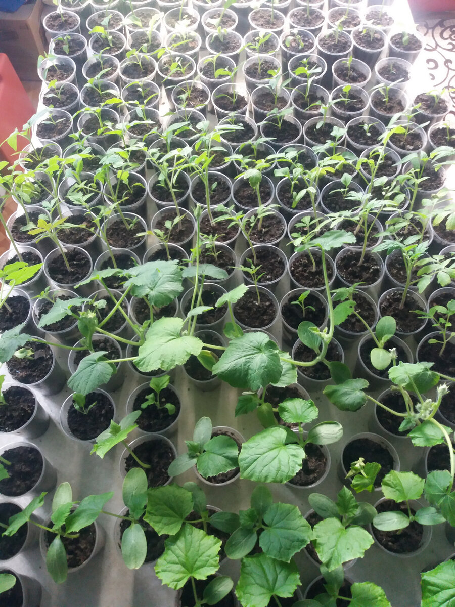 Наша рассада, выставили на стол поближе к выходу.