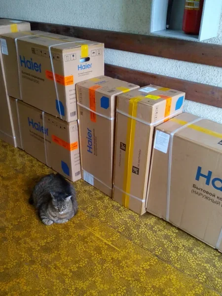 Невероятное приключение кота Кузьмы. Фото автора