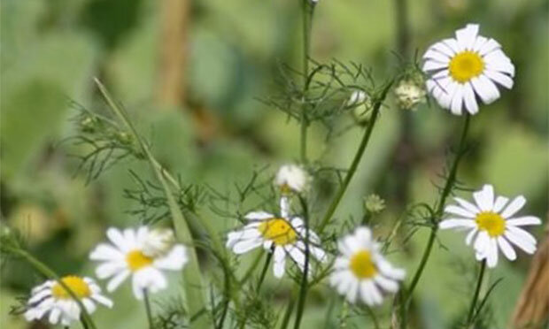 [caption id="attachment_1087" align="alignnone" width="620"] Дикая ромашка[/caption]