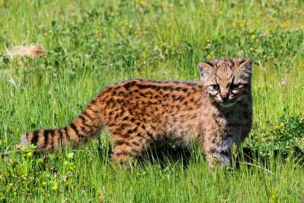 Чилийская кошка, фото из интернета