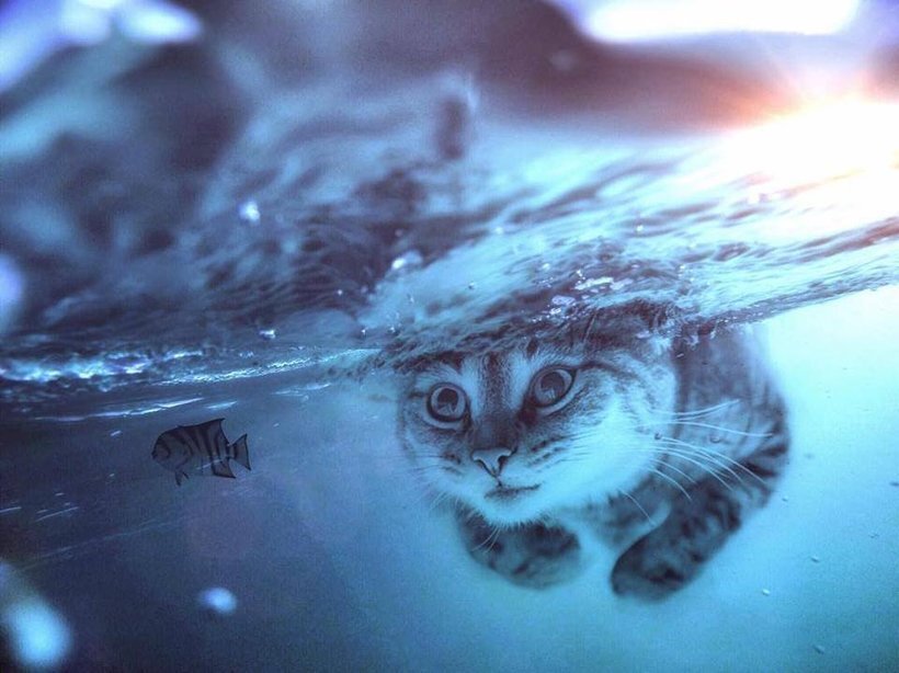 Необходимое оборудование для тренировки кота на плавание