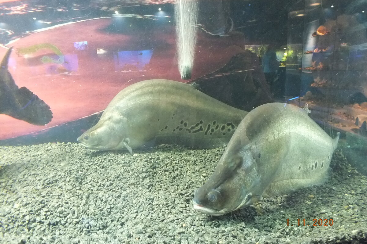 Музей мирового океана в калининграде аквариум фото