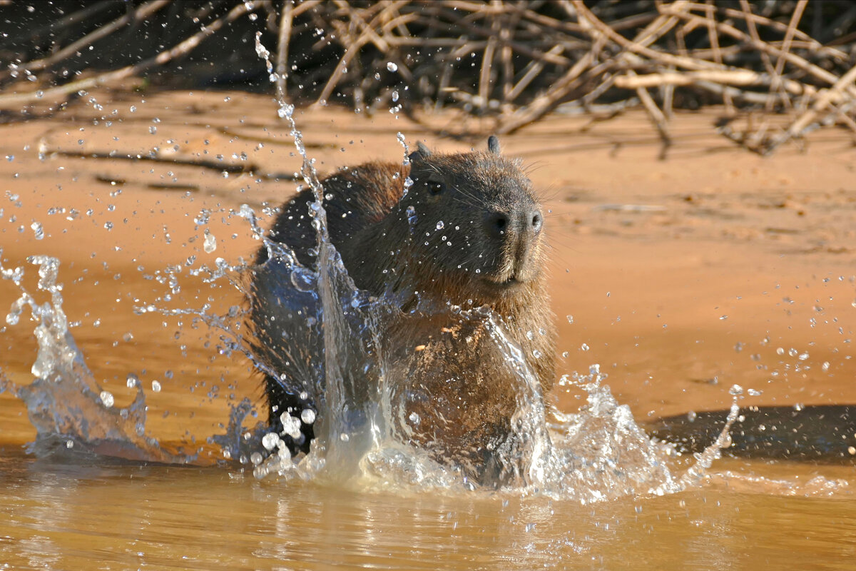 Bernard DUPONT / Flickr / CC BY-SA 2.0