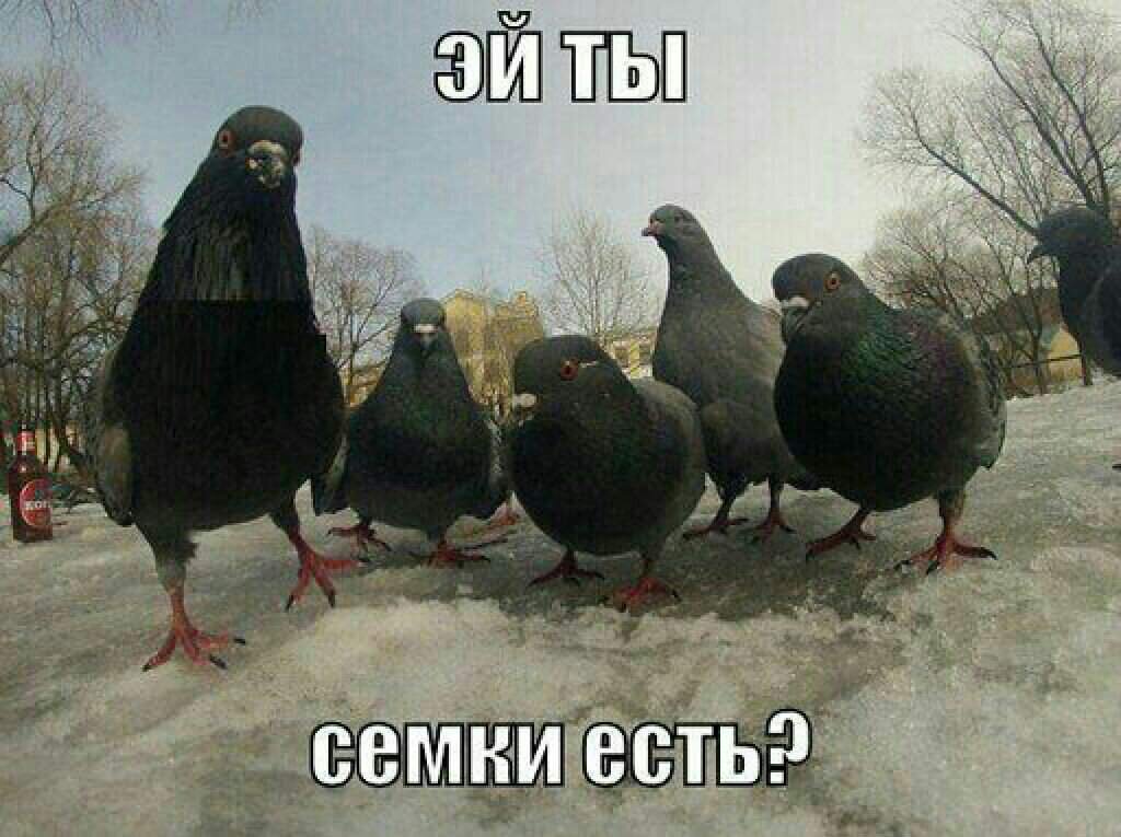 Банда голубей🤣