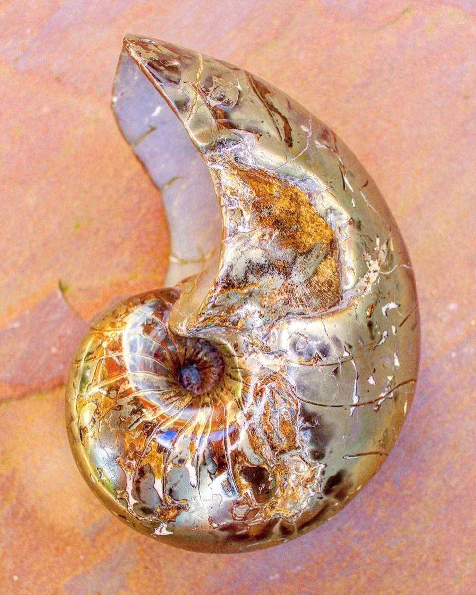 Colourrd Íris Fóssil natural pedras polidas fósseis amonita Conch Fossil Alibaba
