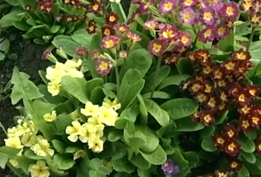 Примула, или первоцвет