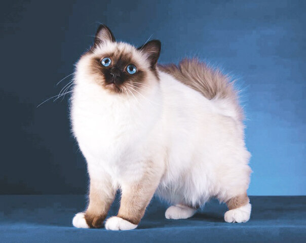 Бирманская кошка: что это за порода, каков характер, возможные проблемы со  здоровьем, сколько стоит | Записки бывшего ветеринара | Дзен