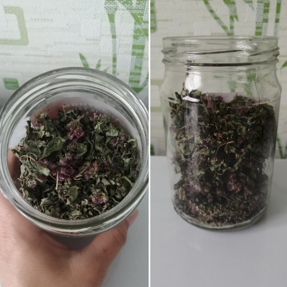 Мои сборы душицы.