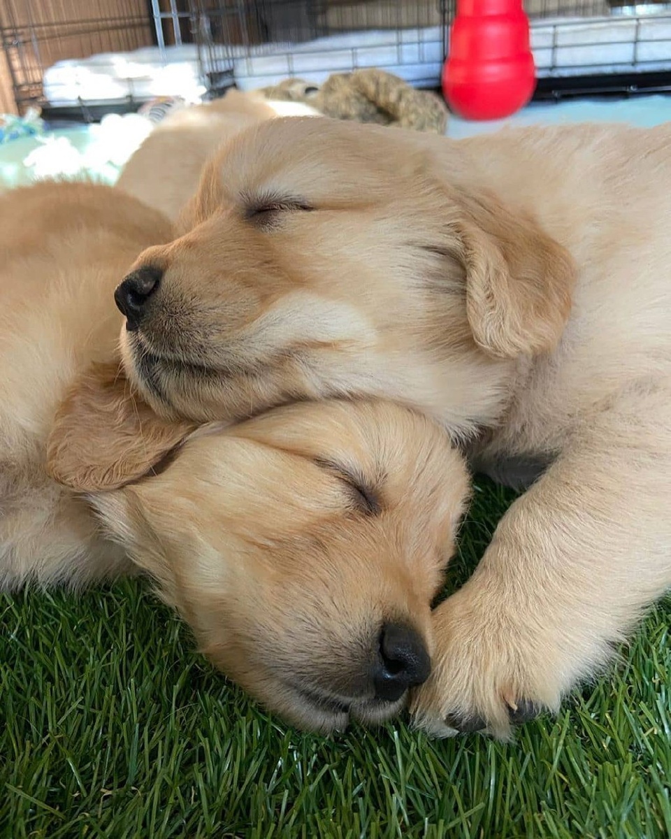 Источник: retrieverpuppies