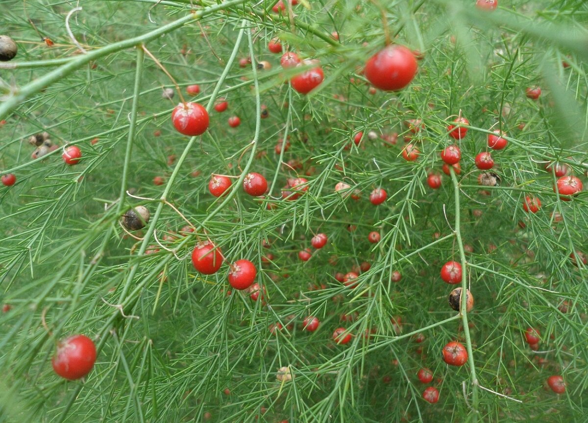 Asparagus officinalis l семена фото