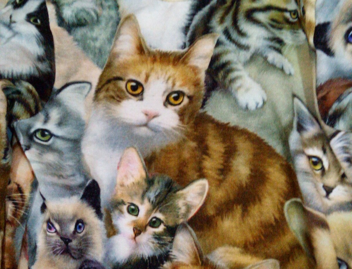 Котики с Настиной кофточки.