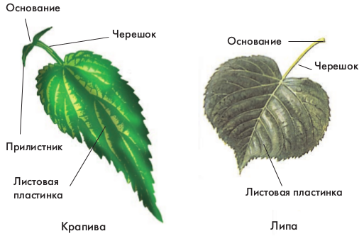 Внешнее строение листа. https://www.yaklass.ru