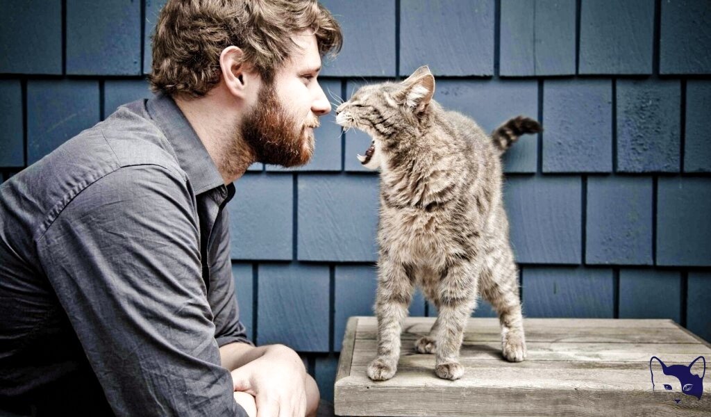 Источник изображения: Яндекс Картинки