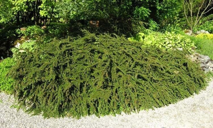 Фото из Интернета