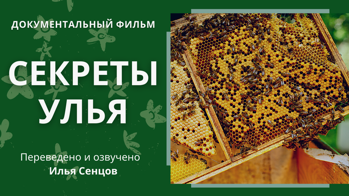 Блог сенцова пчеловодство. Документальные фильмы о пчеловодстве. документалка про пчел. сны пчел фильм 1. блог сенцова пчеловодство для каждого.