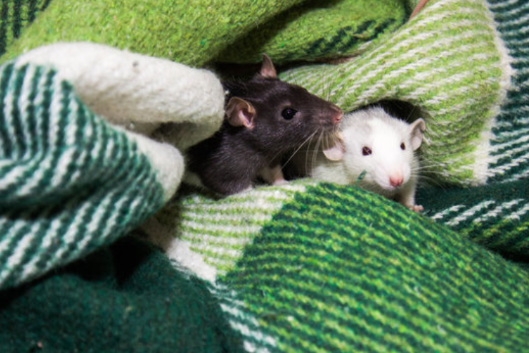 Две крысы. Белая и серая