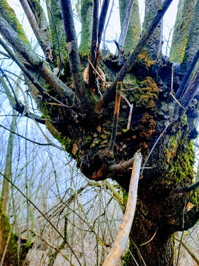 Дерево-монстр. Ну, красава же....