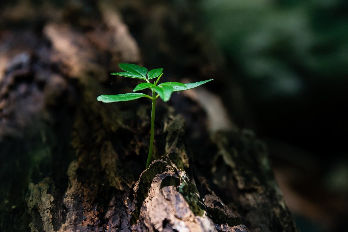Фото автора David Alberto Carmona Coto: Pexels[Фотография]https://vk.com/photo155166519_457247504