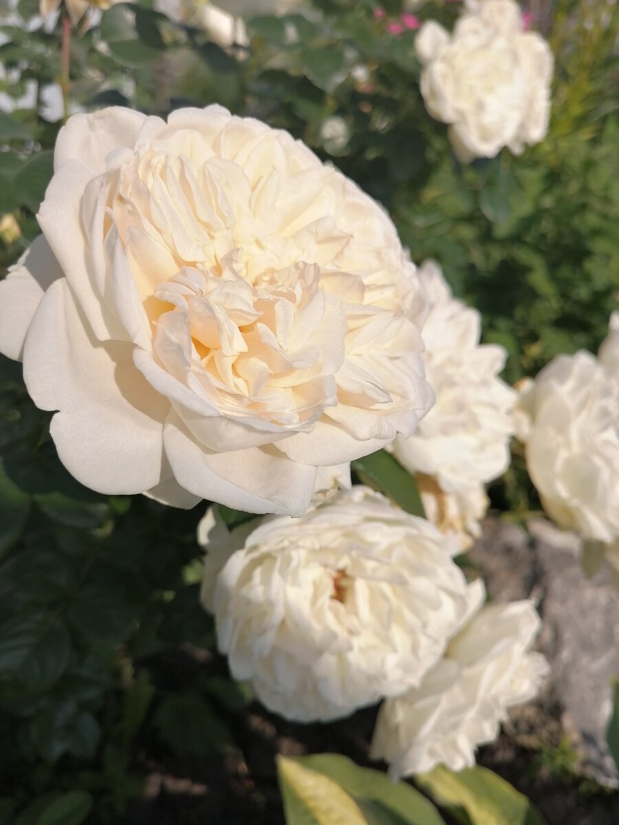 фото на солнце