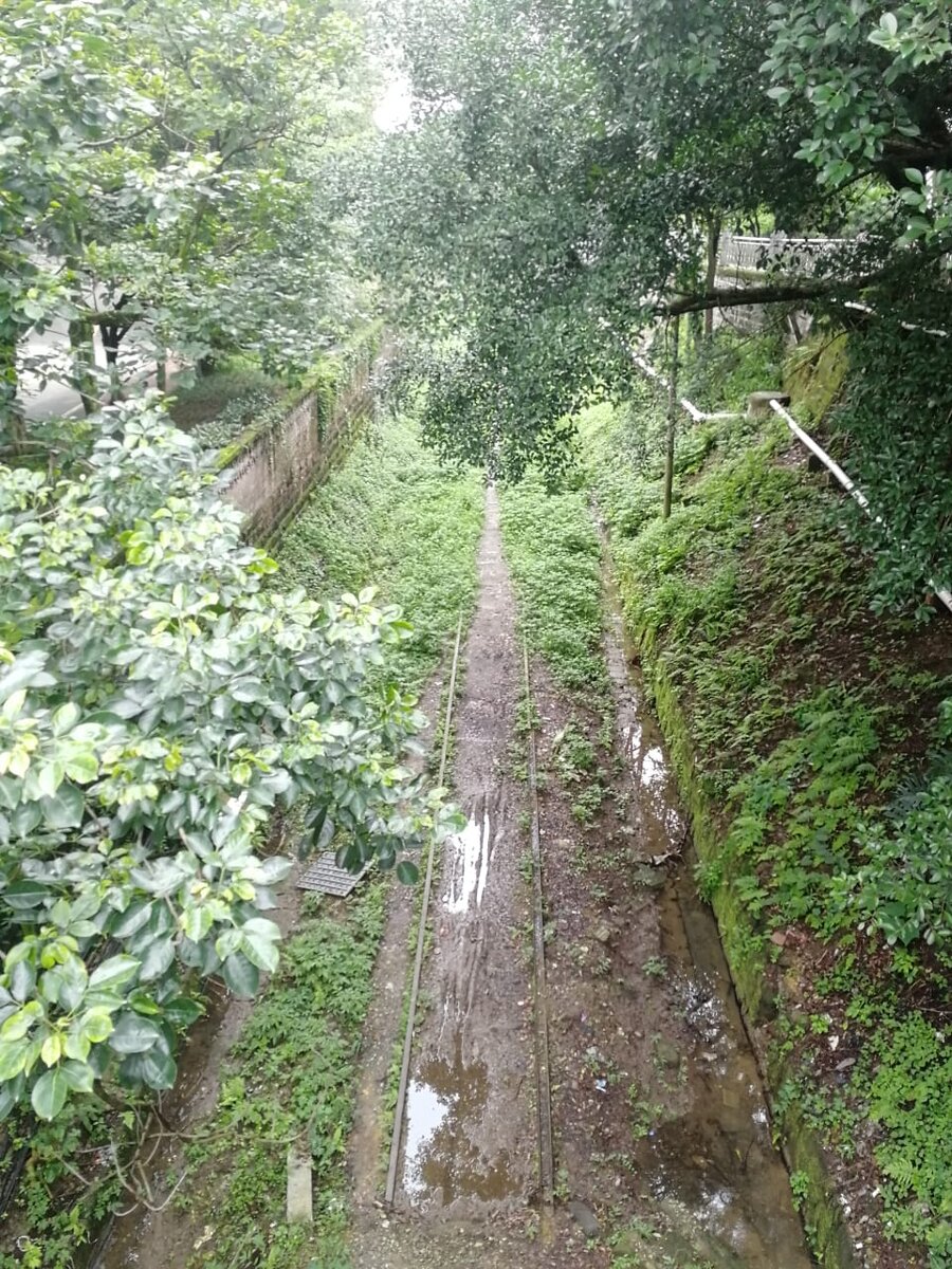 Джунгли зовут