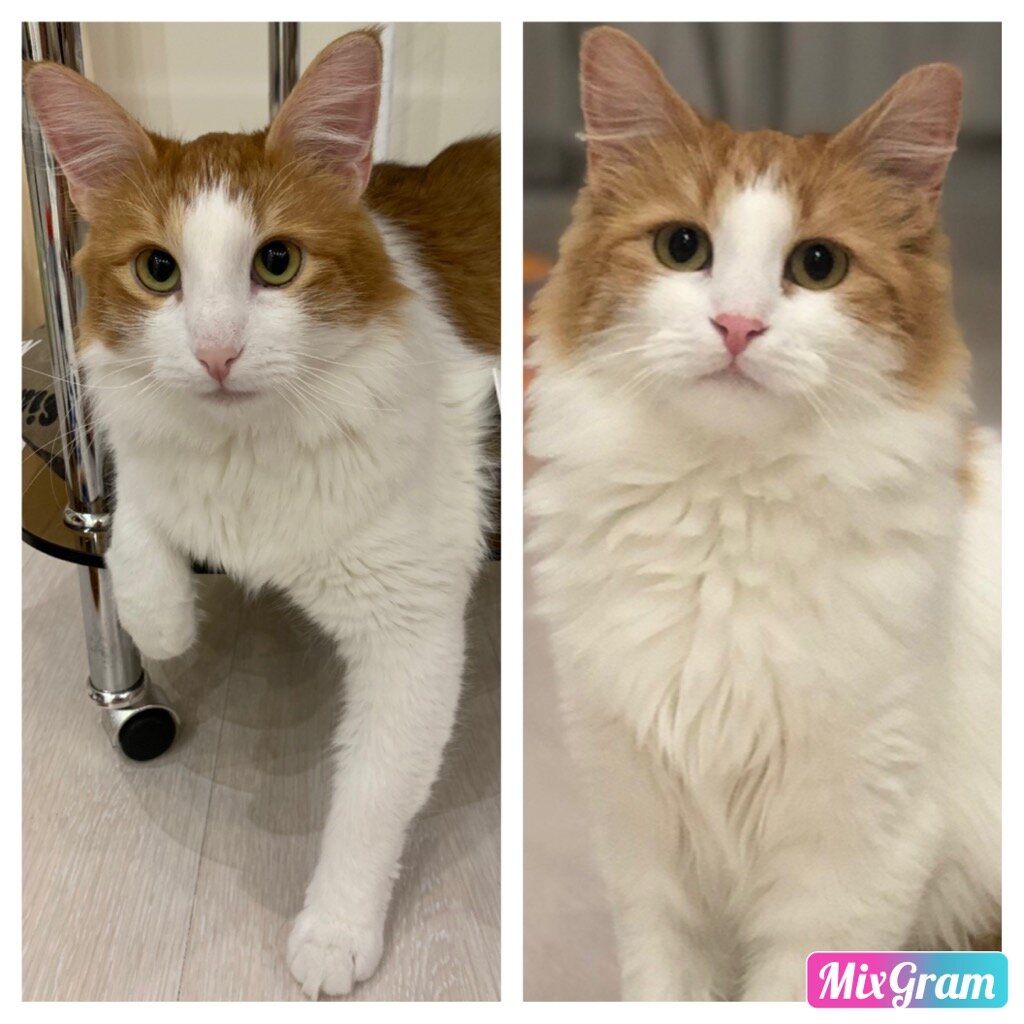 Так котики выглядели через месяц нахождения дома.