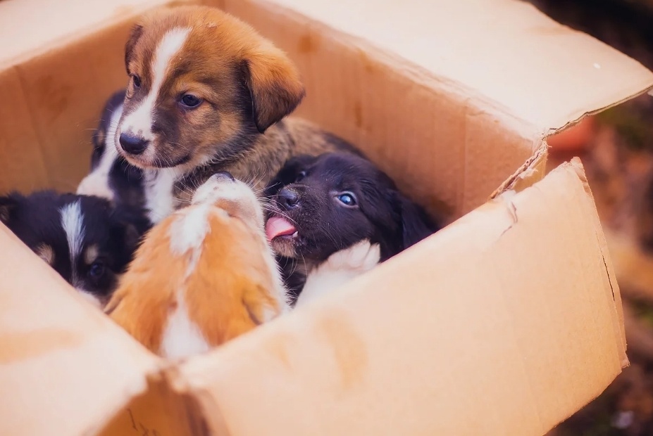 Фото иллюстрация из открытых источников.